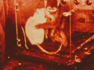 monkey with rat